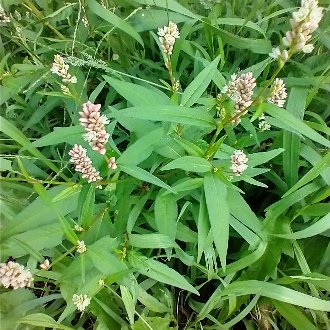 Pennsylvania Smartweed