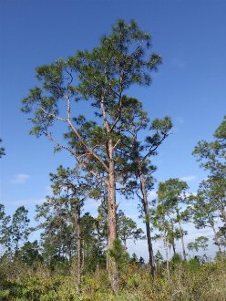 A tall, straight pine tree, with no lower branches and an irregular crown shape, surrounded by similar trees in a savanna