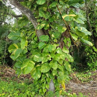 Golden Pothos