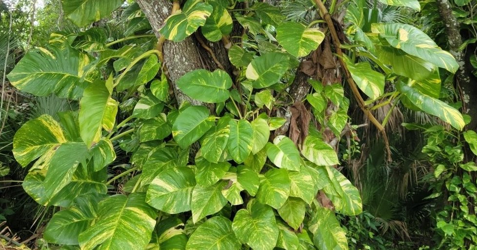Golden Pothos (Epipremnum aureum) - bplant.org