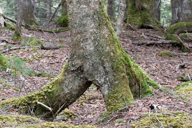 tree with three separate moss-covered root segments at its base, with open space beneath them, in a forest