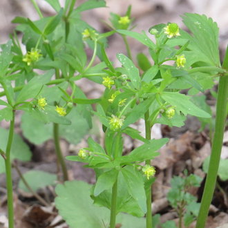 thumbnail of Small-Flowered Buttercup