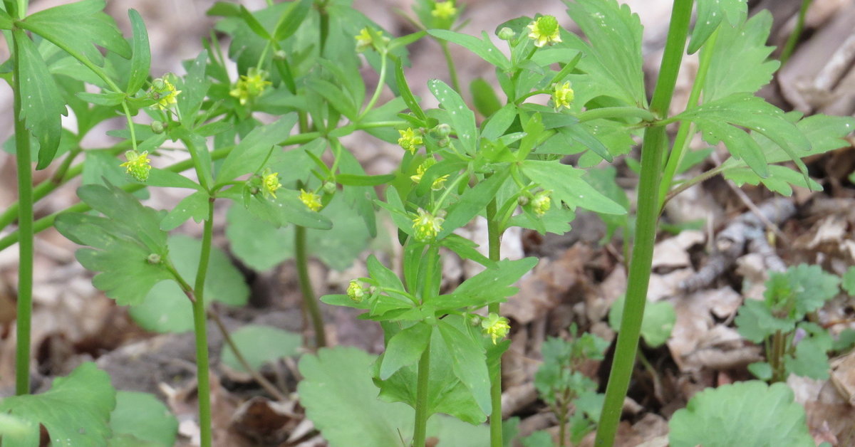 Small Ranunculus Invertirbrate Small-Flowered Buttercup (Ranunculus abortivus) - bplant.org