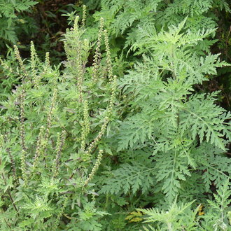Common Ragweed