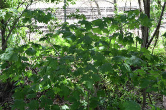 a tree sapling with dark green leaves, railroad tracks behind a chain-link fence in the background