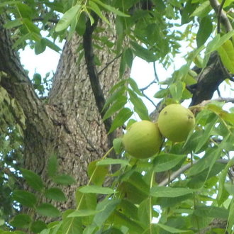 Eastern Black Walnut (Juglans nigra) 