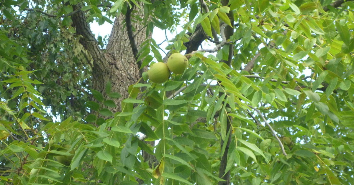 Eastern Black Walnut (juglans Nigra) - Bplant.org