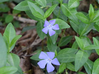 Common Periwinkle