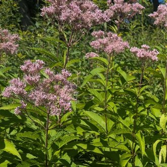 Spotted Joe Pye Weed