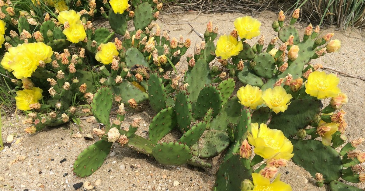 flat-leaved cacti with showy yellow flowers, growing in rocky sand