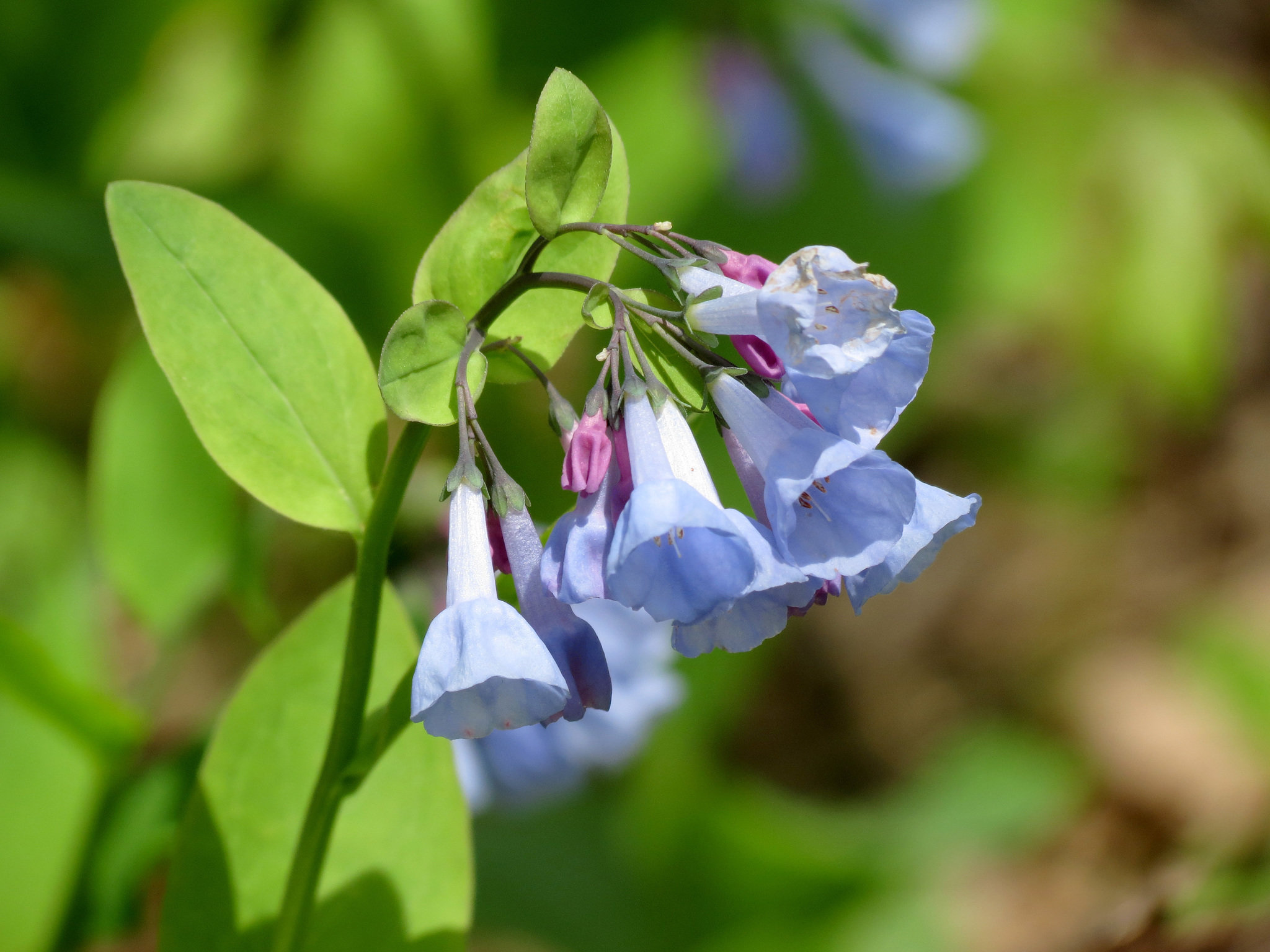 virginia-bluebells-mertensia-virginica-bplant