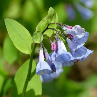 Virginia Bluebells (Mertensia virginica) 