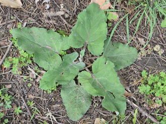 Lesser Burdock