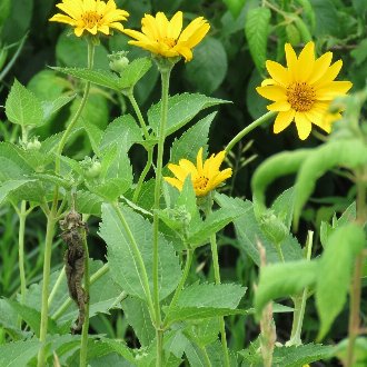 False Sunflower