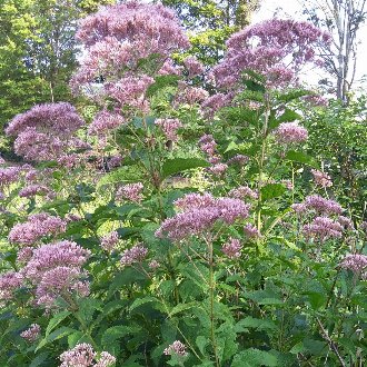 thumbnail of Coastal Plain Joe Pye Weed