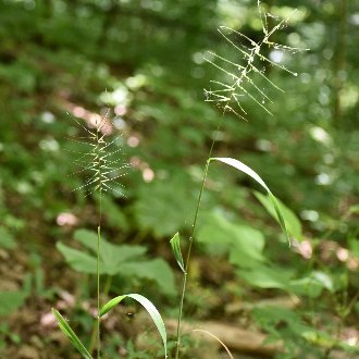 thumbnail of Eastern Bottlebrush Grass
