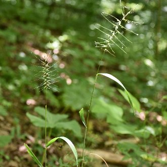 Eastern Bottlebrush Grass