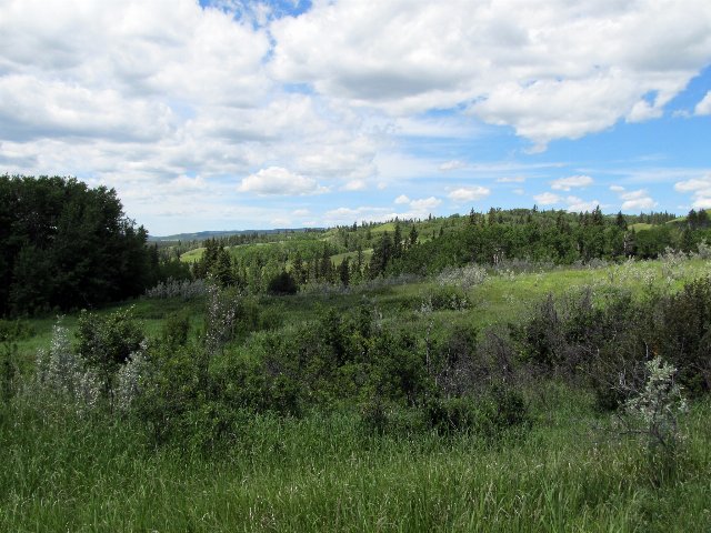 A varied green landscape with low, irregular hills covered by a mix of meadows and open coniferous forests