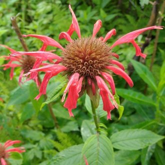 Scarlet Beebalm