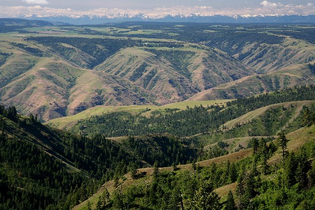 A landscape of hilly, dissected terrain with a mix of open ground, partly-wooded slopes, and coniferous forest