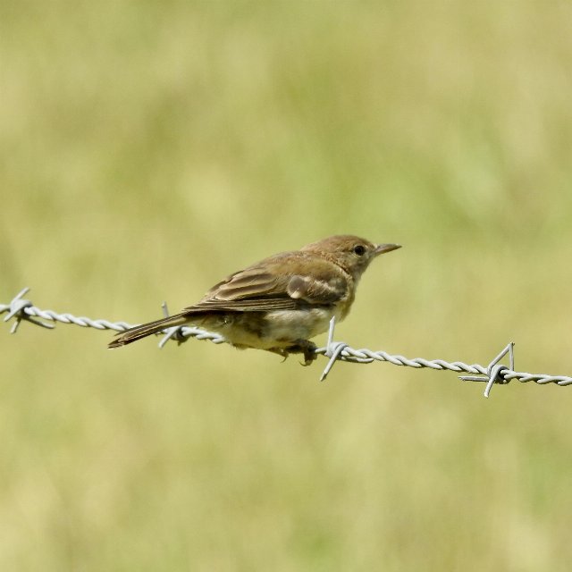 a small, drab bird perched on a barbed wire fence
