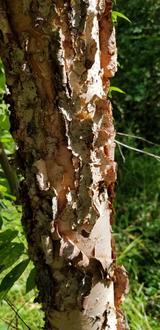 small treek trunk with extensively peeling sheets of bark, nearly white in places but pink, orange, and reddish underneath