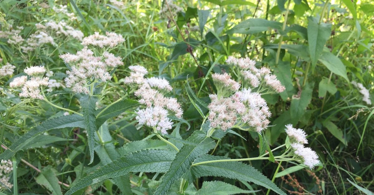 Common Boneset (Eupatorium perfoliatum) - bplant.org