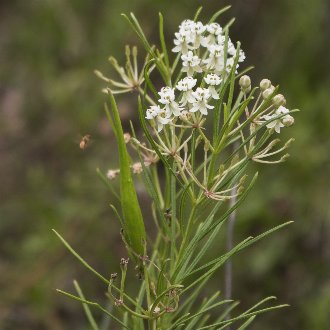 Whorled Milkweed