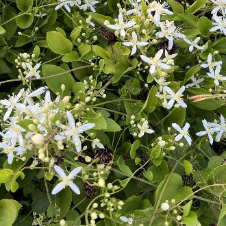 Sweet Autumn Clematis