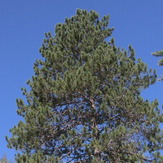thumbnail of Red Pine