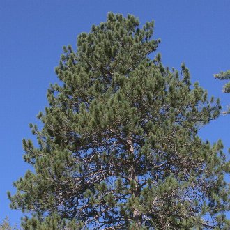 Red Pine