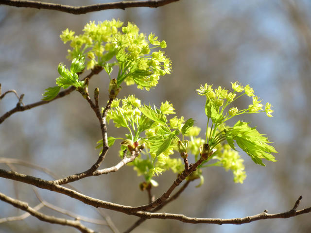 upturned twigs on a tree, with tiny yellow-green leaves forming and upright clusters of small flowers in the same color