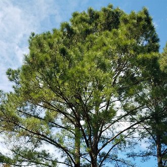 Shortleaf Pine vs Loblolly Pine: Identification - bplant.org