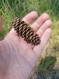 A spruce seed cone, light brown in color, with open scales, relatively small, held in a hand, with grassy background