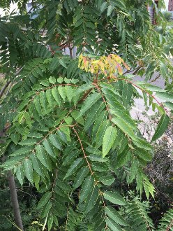 small tree with long compound leaves with many leaflets and pinkish central stems, and a yellow-and-reddish seed cluster