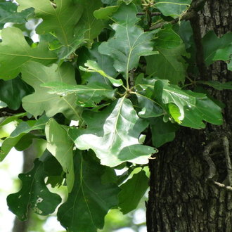 White Oak (Quercus alba) - bplant.org