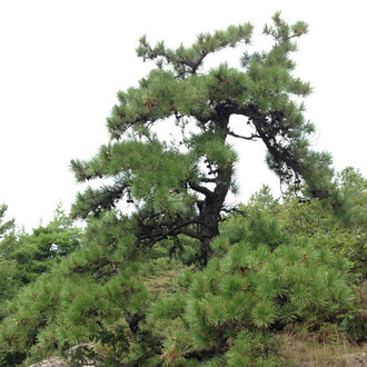 pine tree with twisted trunk and branches and relatively long needles