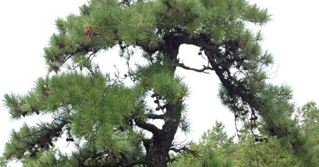 pine tree with twisted trunk and branches and relatively long needles