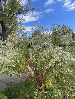 a tall, sprawling plant with bunches of white flowers at the top
