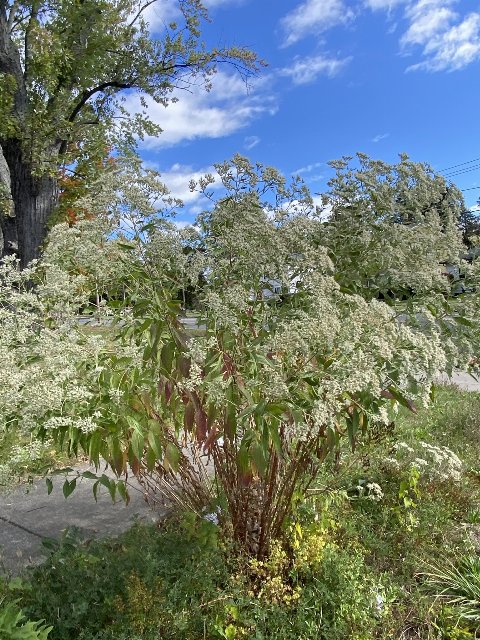 a tall, sprawling plant with bunches of white flowers at the top