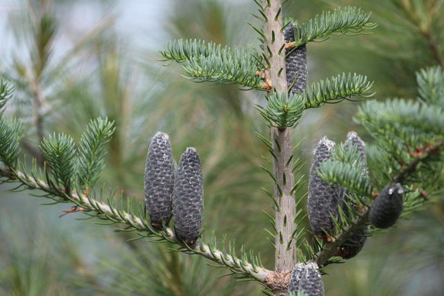 Upper branches of a fir tree showing blue-green foliage and several large, dark grey, upright cones
