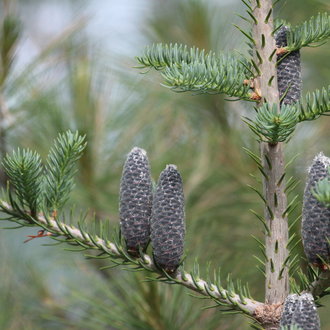 Upper branches of a fir tree showing blue-green foliage and several large, dark grey, upright cones