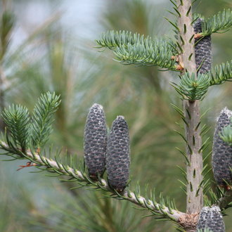 upper branches of a fir tree showing blue-green foliage and several large, dark grey, upright cones