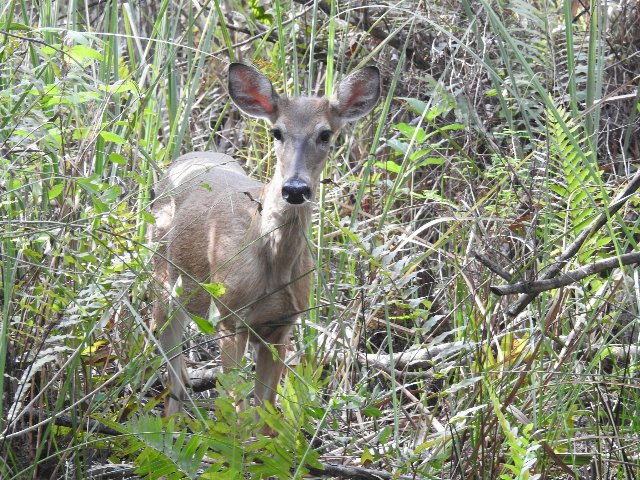 a deer facing you, standing among ferns and sparse, tall grasses