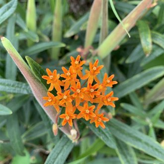 Butterfly Milkweed