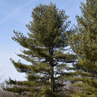 Pinus strobus / Eastern White Pine