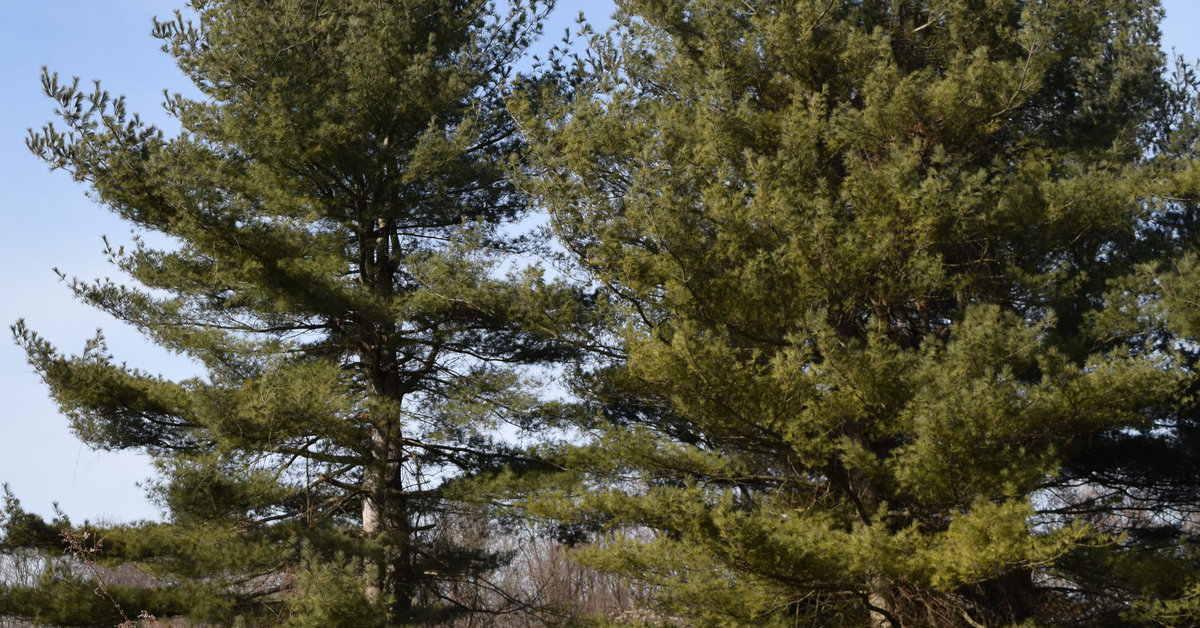 Eastern White Pine (Pinus strobus) 
