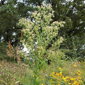 Horseweed