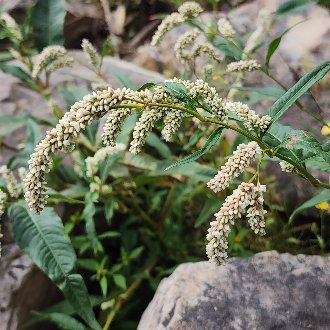 Pale Smartweed