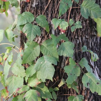 Eastern Poison Ivy